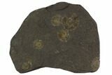 Dactylioceras Ammonite Cluster - Posidonia Shale, Germany #100258-1